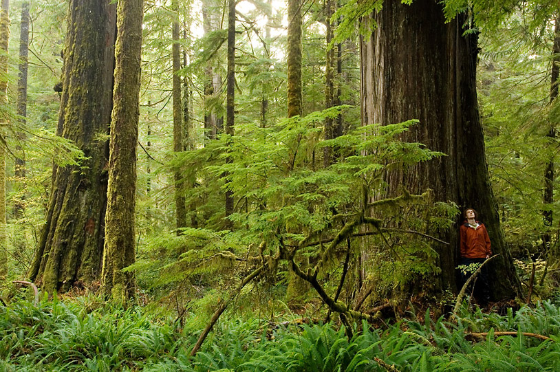 Old-growth forests store 2-3 times more carbon per hectare than the ensuing second-growth tree plantations but are still threatened by logging in BC.