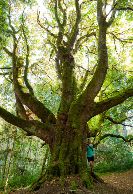 A woman in a teal hoodie stands beside massive bigleaf maple with octopus-like branches at Royal Roads.