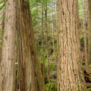 Old-Growth Douglas Fir and Cedar