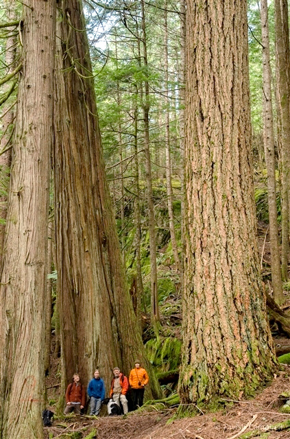 Old-Growth Douglas Fir and Cedar