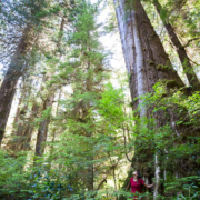 Unprotected Castle Grove - Central Walbran Valley