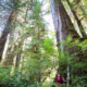 Unprotected Castle Grove - Central Walbran Valley