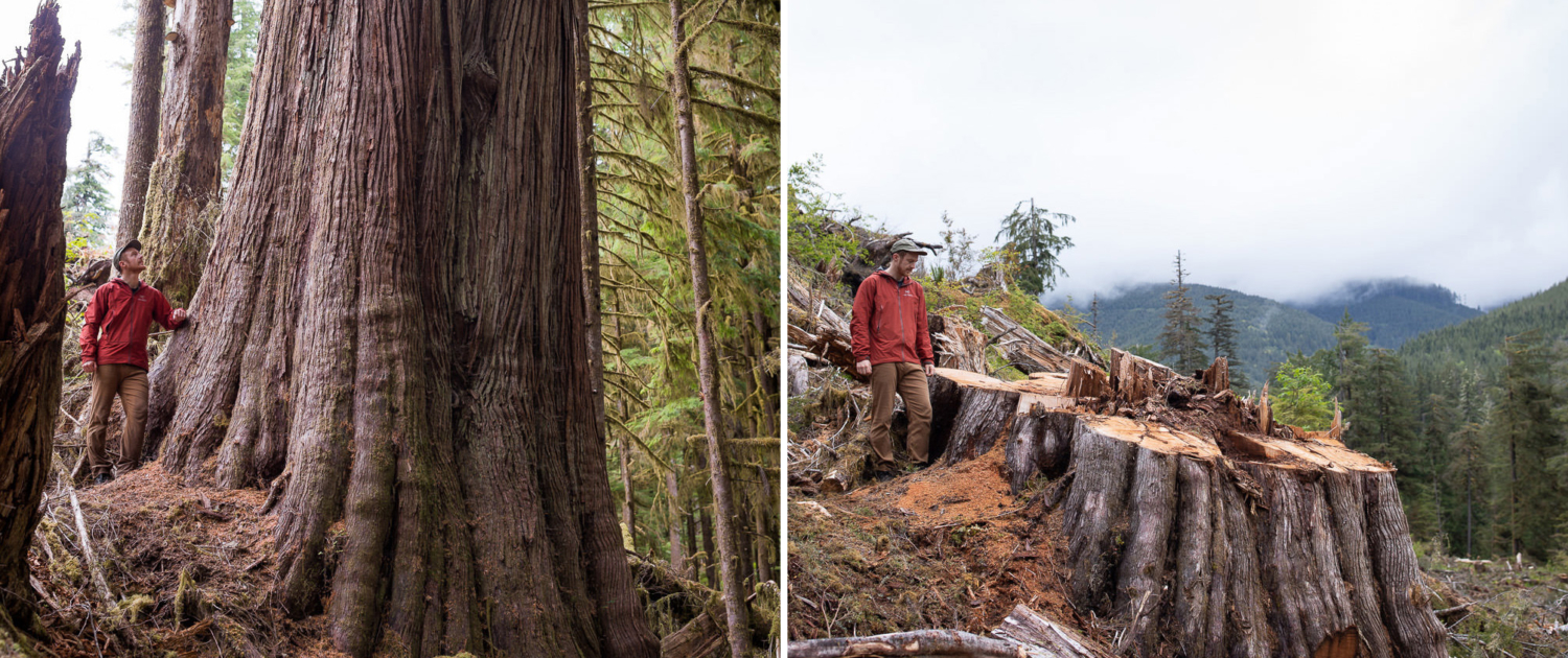 A man in a red jacket stands beside a tree and a stump in astonishingly sad before-and-after images of old-growth logging in the lower Caycuse Valley.