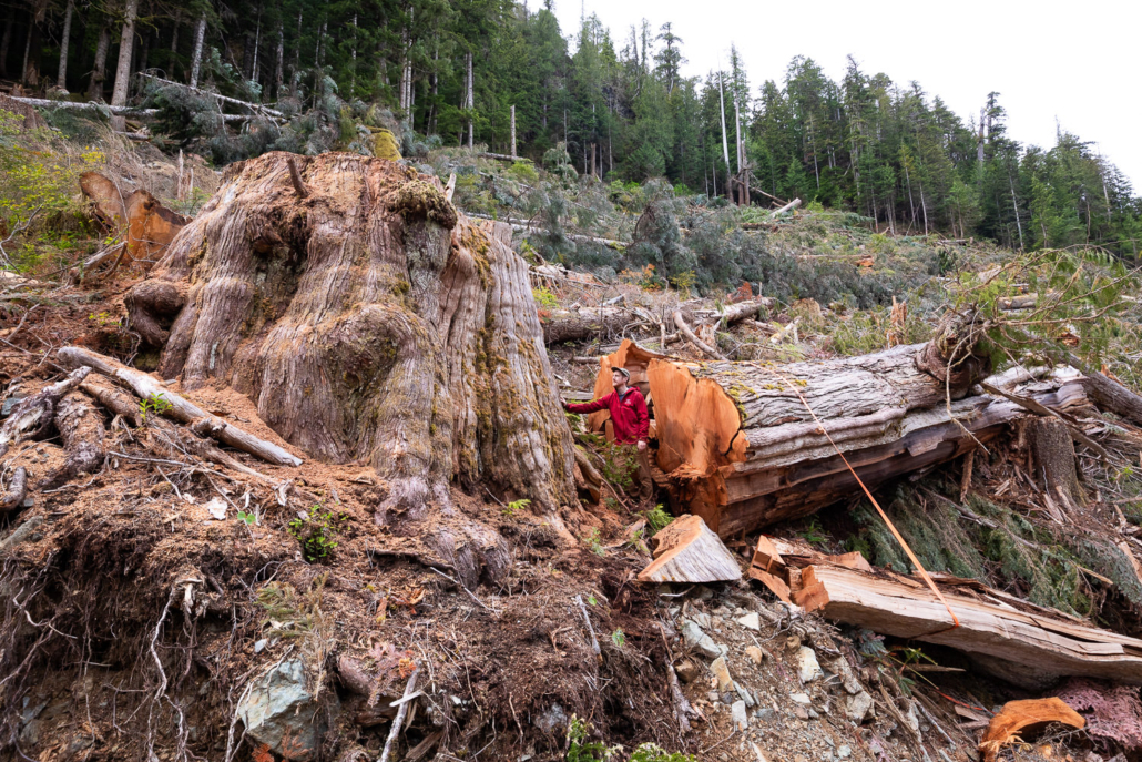 A giant old-growth redcedar tree cut down in the Namhint Valley